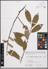 Foto von Salix daphnoides Vill.